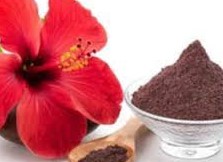 Hibiscus